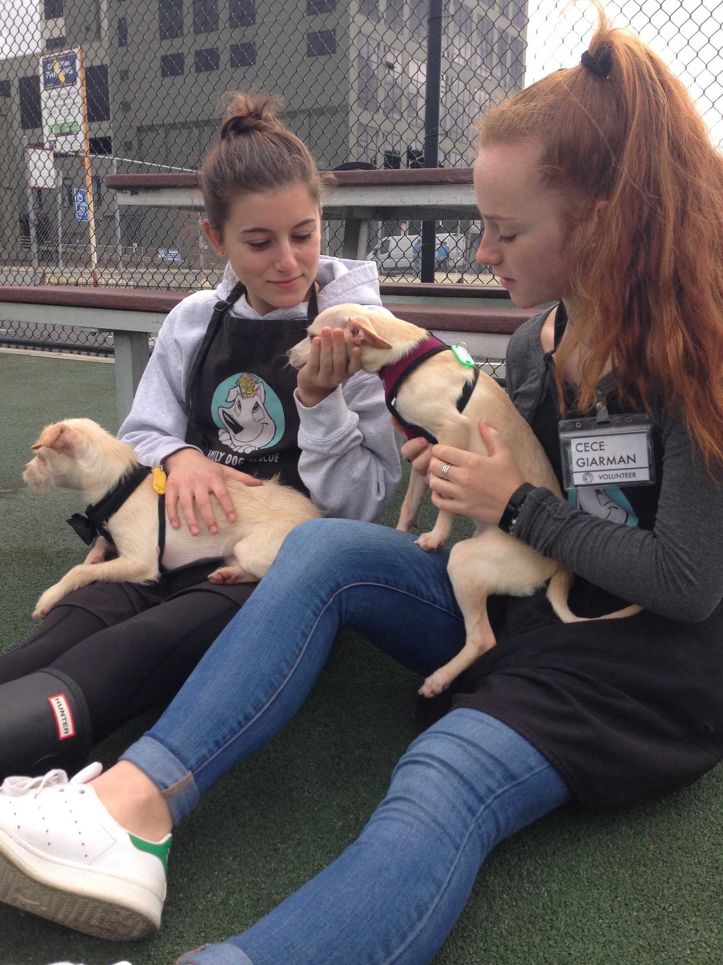 Family Dog Rescue volunteers Wellsley Cohen and Cece Giarman play with two dogs during their weekly shift at the rescue center. Volunteers such as Cohen and Giarman walk dogs, do laundry and clean dishes during their shifts.