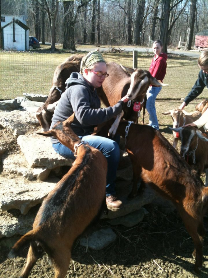 A counselor at Sprout Creek Farm  tends the resident goats who provides milk for cheese. The farm will sponsor service opportunities this summer.