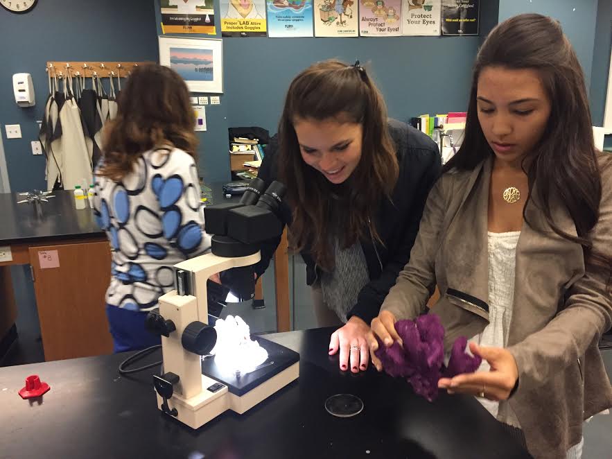 Seniors+Chloe+Lovato+and+Daniella+Lucio+begin+to+observe+coral+polyps+under+a+microscope.+Their+observations+were+made+for+their+marine+biology+class.