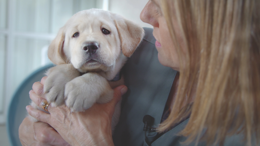 The film Pick of the Litter follows the five Labrador puppies — Patriot, Poppet, Potomac, Primrose and Phil — as they train and graduate from Guide Dogs for the Blind. Dogs are invited to register for and attend the film showing April 4-17.