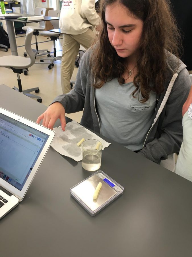 Junior Estie Seligman takes potato slices out of the glucose solution to remeasure their masses for a lab demonstrating osmosis. Seligman’s lab group had a glucose concentration of 0.2 in their solution.