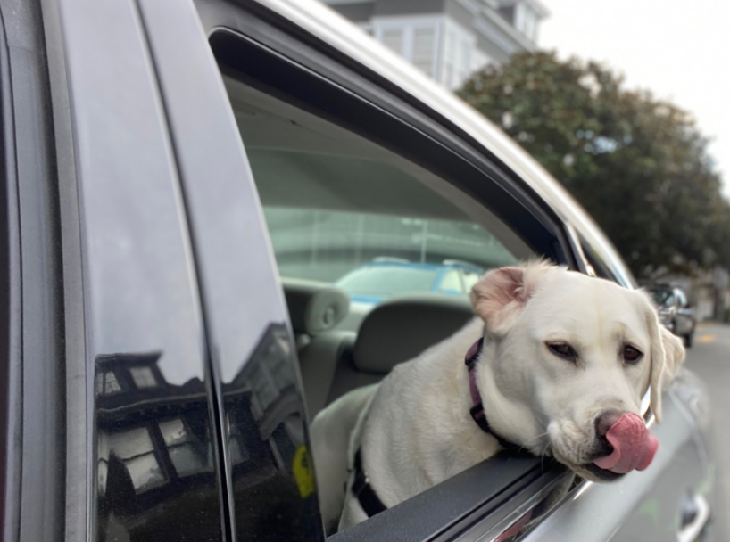 The Koch family dog, Emmie, reaches out of the car window while driving to Crissy Field Beach. San Francisco city officials announced that all dog parks now have a capacity limit to reduce the spread of the coronavirus.