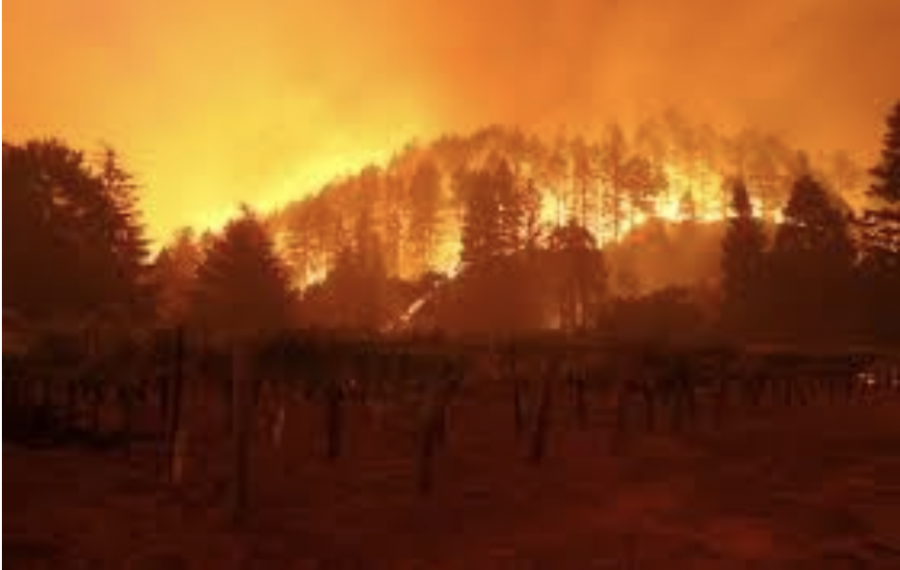The+Glass+and+Shady+fires+in+Napa+valley+have+burned+over+11%2C000+acres+of+forests%2C+homes+and+wineries.+A+Red+Flag+fire+warning+is+in+effect+for+most+of+Northern+California.