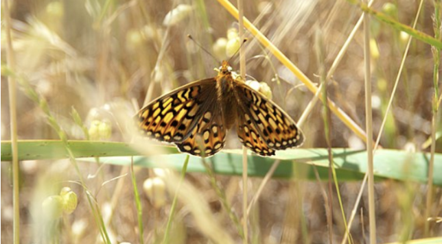Since 1997, the Behrens silverspot butterfly has been marked as an endangered species. In an effort to restore their population, conservationists have happily announced their plans to release the butterflies across the Northern Californian coast over the next two years. 