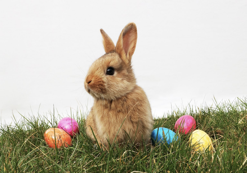 The rabbit and Easter eggs are some main symbols for Easter because they represent new life. They were chosen to symbolize the resurrection of Jesus. 
