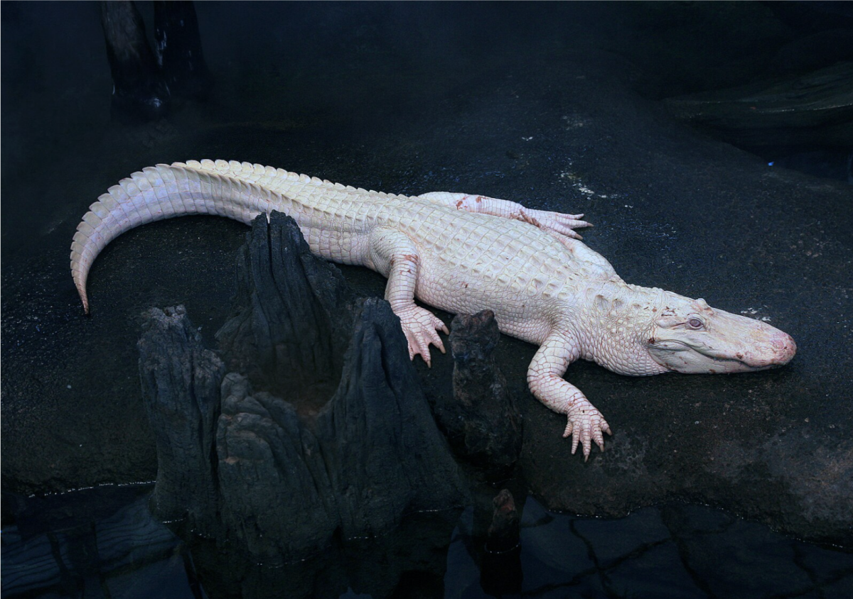 Claude, his white skin striking against the nature of his dark enclosure. This photo was taken in 2010, about 2 years into his stay at the Academy.